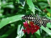 greenbutterfly.jpg