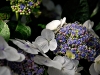 whitehydrangeas.jpg
