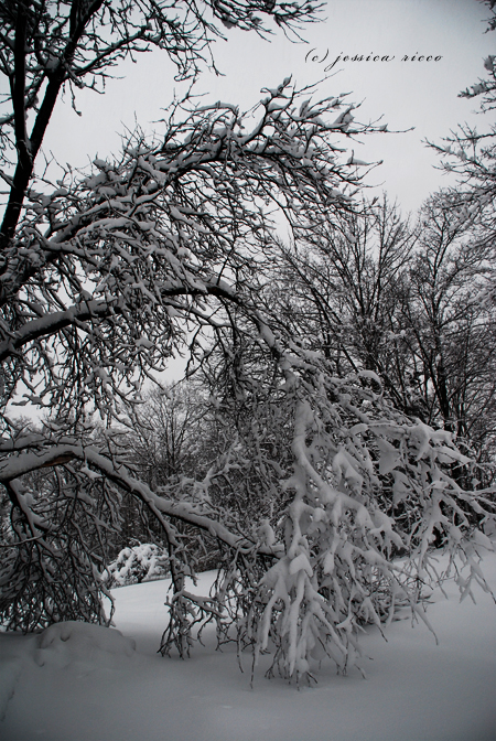 DSC 0446 Blizzard of 2010