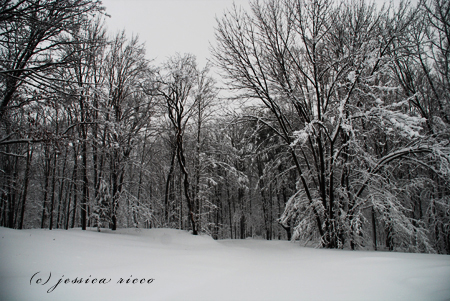 DSC 0450 Blizzard of 2010