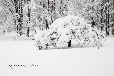 DSC 0467 Blizzard of 2010