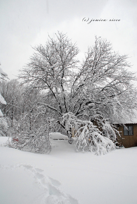 DSC 0468 Blizzard of 2010