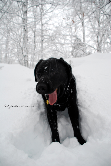 DSC 0470 Blizzard of 2010