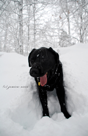 Blizzard of 2010