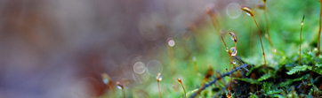Making the Forest into Fairyland