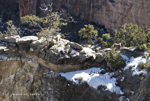 grand-canyon-south-rim-february grand canyon south rim february The Grand Canyon