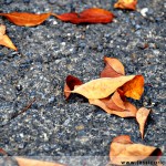 jessica ricco photography autumn 150x150 Fine Art and Fun Photography