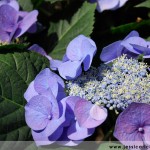 jessica ricco photography hydrangeas 150x150 Fine Art and Fun Photography