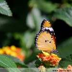 jessica ricco photography monarch 150x150 Fine Art and Fun Photography