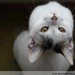 jessica ricco photography upside down 150x150 Fine Art and Fun Photography
