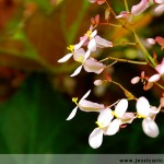 jessica ricco photography wax begonias 150x150 Fine Art and Fun Photography