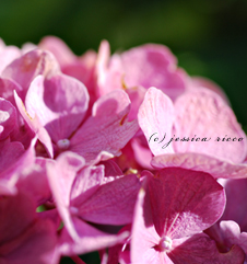 jessica_ricco_photography1a jessica_ricco_photography1a