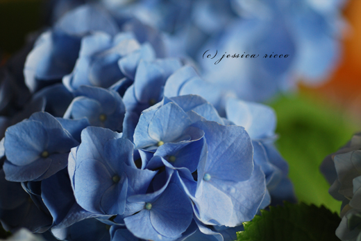 jessica ricco photography21 Hydrangeas, Etc. 