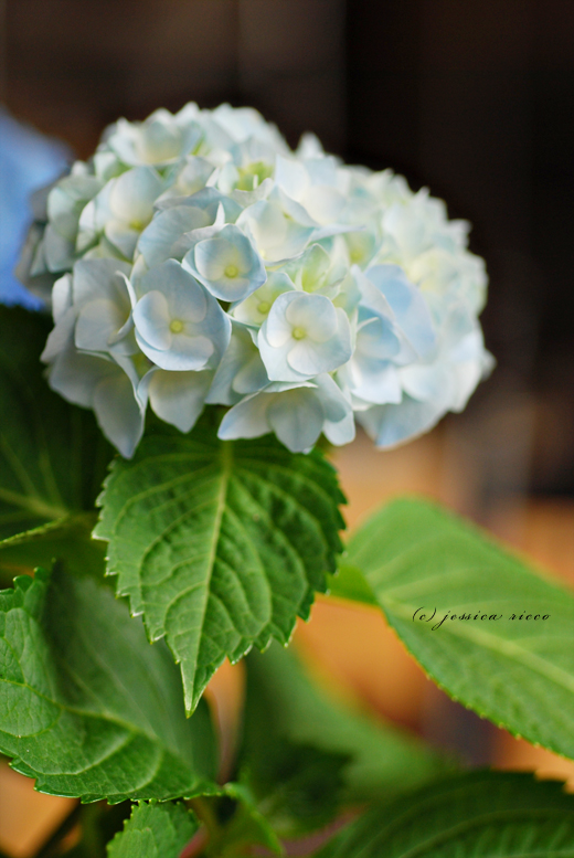 jessica ricco photography31 Hydrangeas, Etc. 