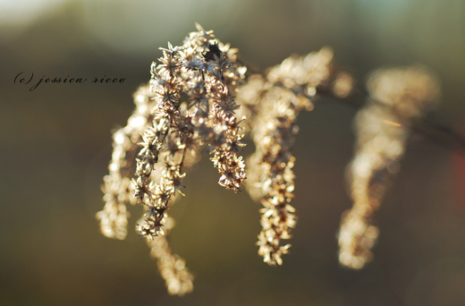 jessica ricco photography4 Hydrangeas, Etc. 