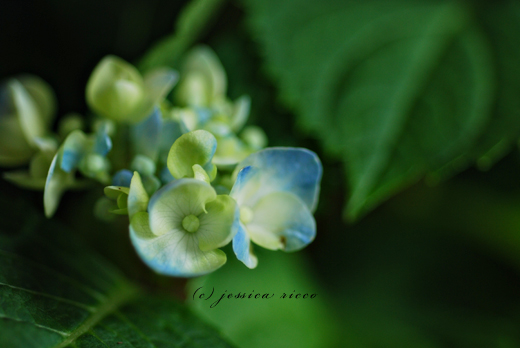 jessica ricco photography61 Hydrangeas, Etc. 