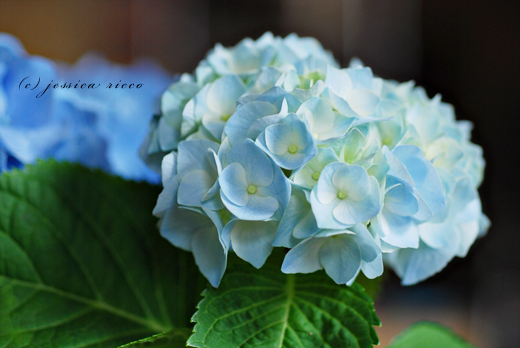 jessica ricco photography71 Hydrangeas, Etc. 