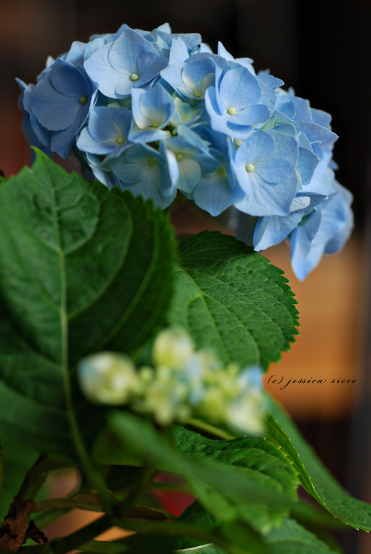 jessica ricco photography91 Hydrangeas, Etc. 