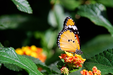 monarch362x241 monarch362x241