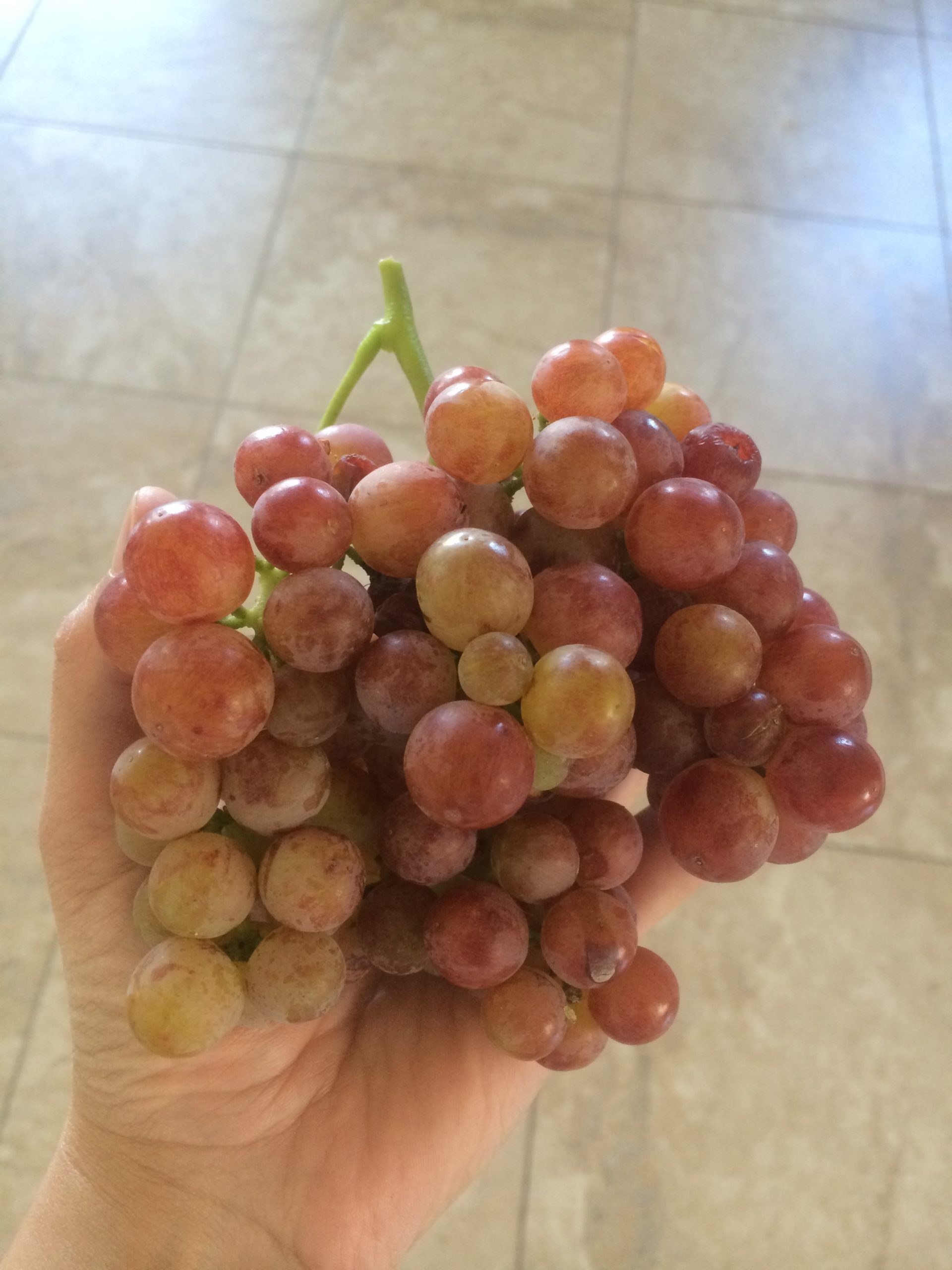 A Tribute to Our First Garden | Handmade and Homegrown