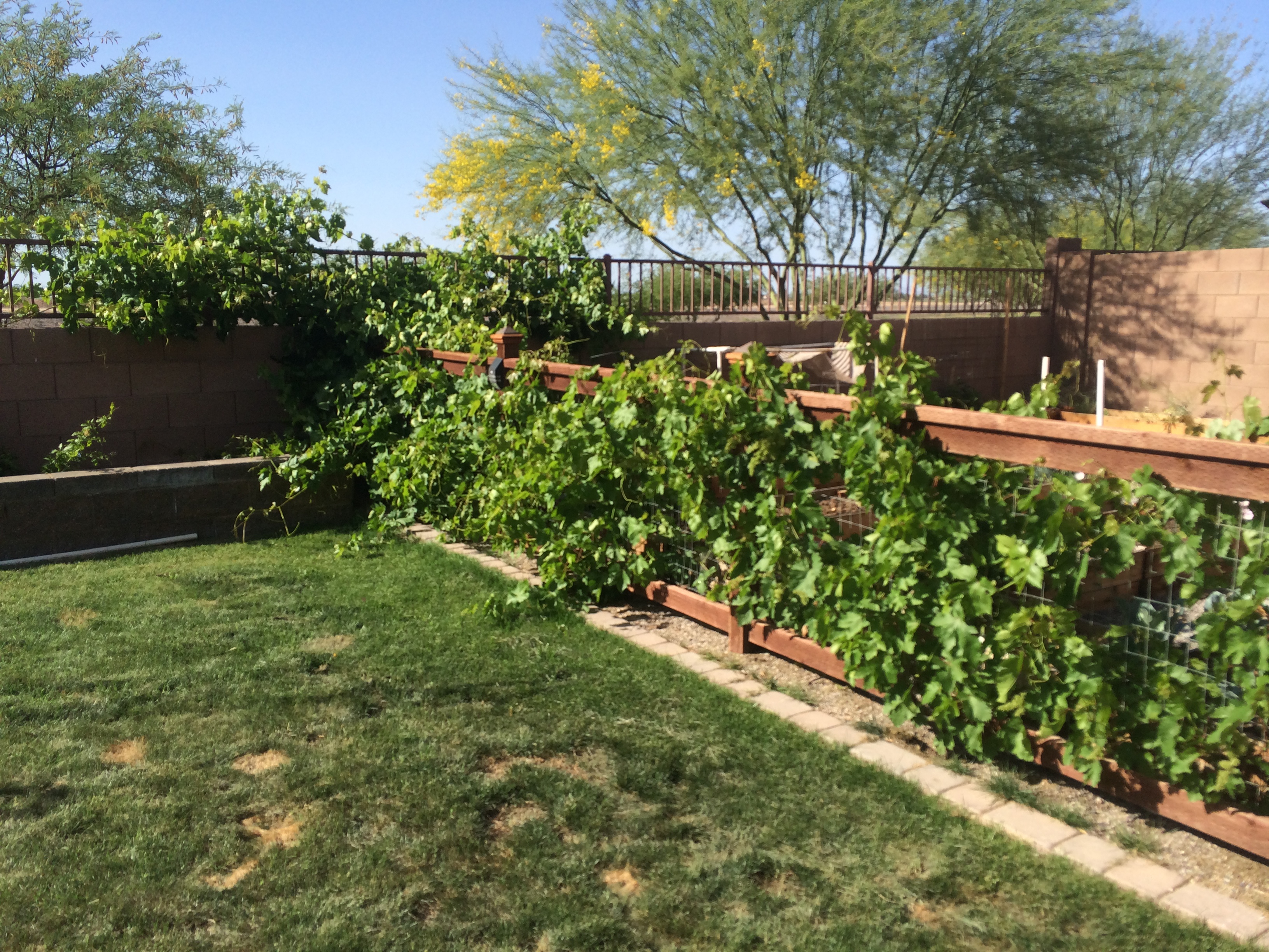 Five Tips For Growing Grapes In Phoenix Handmade And Homegrown